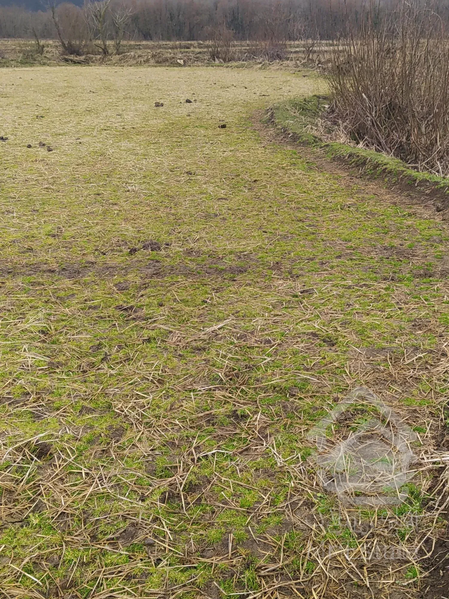 زمین مزروعی مناسب سرمایه گذاری