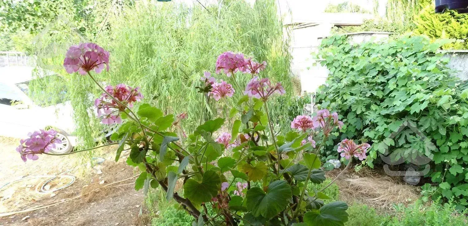 اجاره ویلا ۱۱۰ متر  با ویوی جنگل و کوه