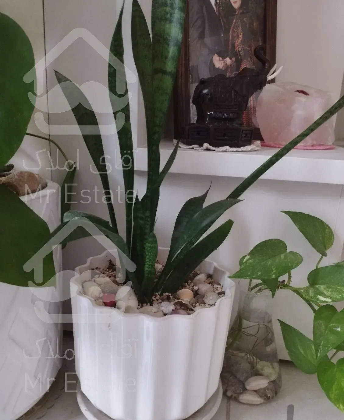 گل و گیاه طبیعی