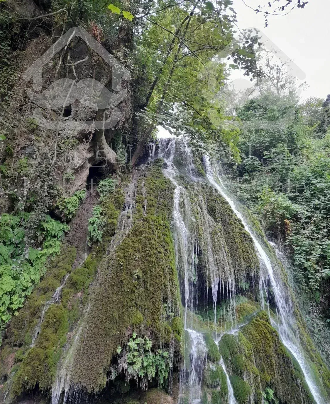 ویلا جنگلی دربست وصل به جنگل ورودخانه