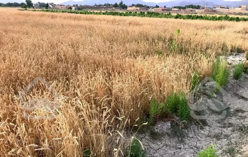 زمین باغی بار ده ۲۳۰۰ متری