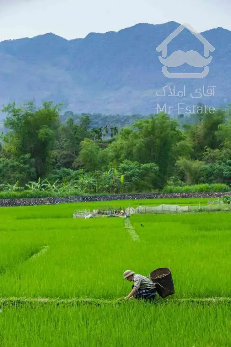 زمین شالی اماده کشت