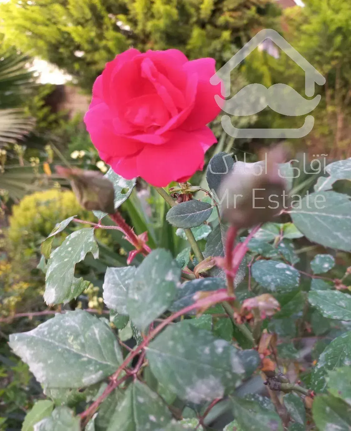 اجاره  ویلای دوبلکس دربست چابکسرسرولات