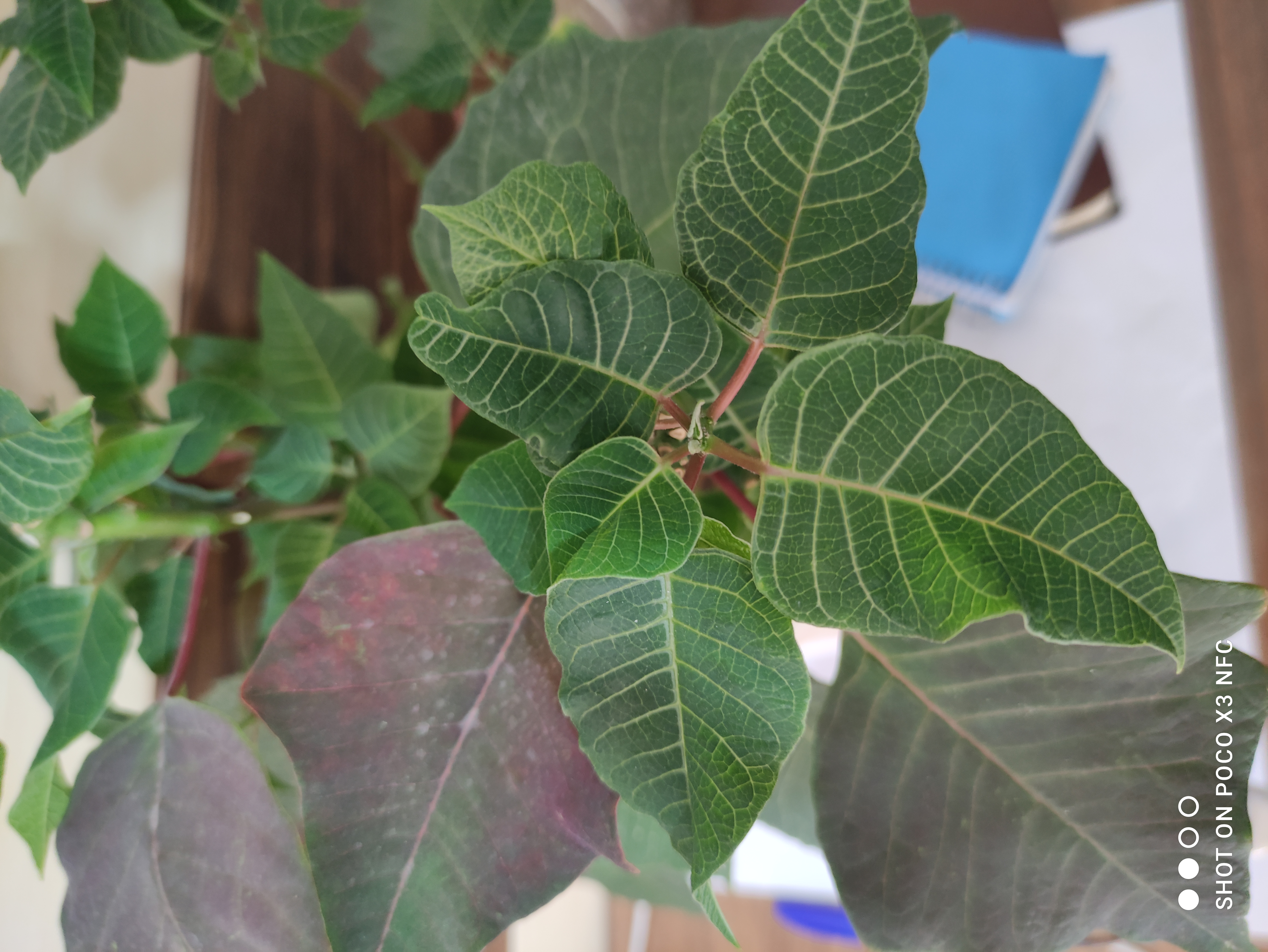 فروش آپارتمان 2 خواب در بلوار فردوس