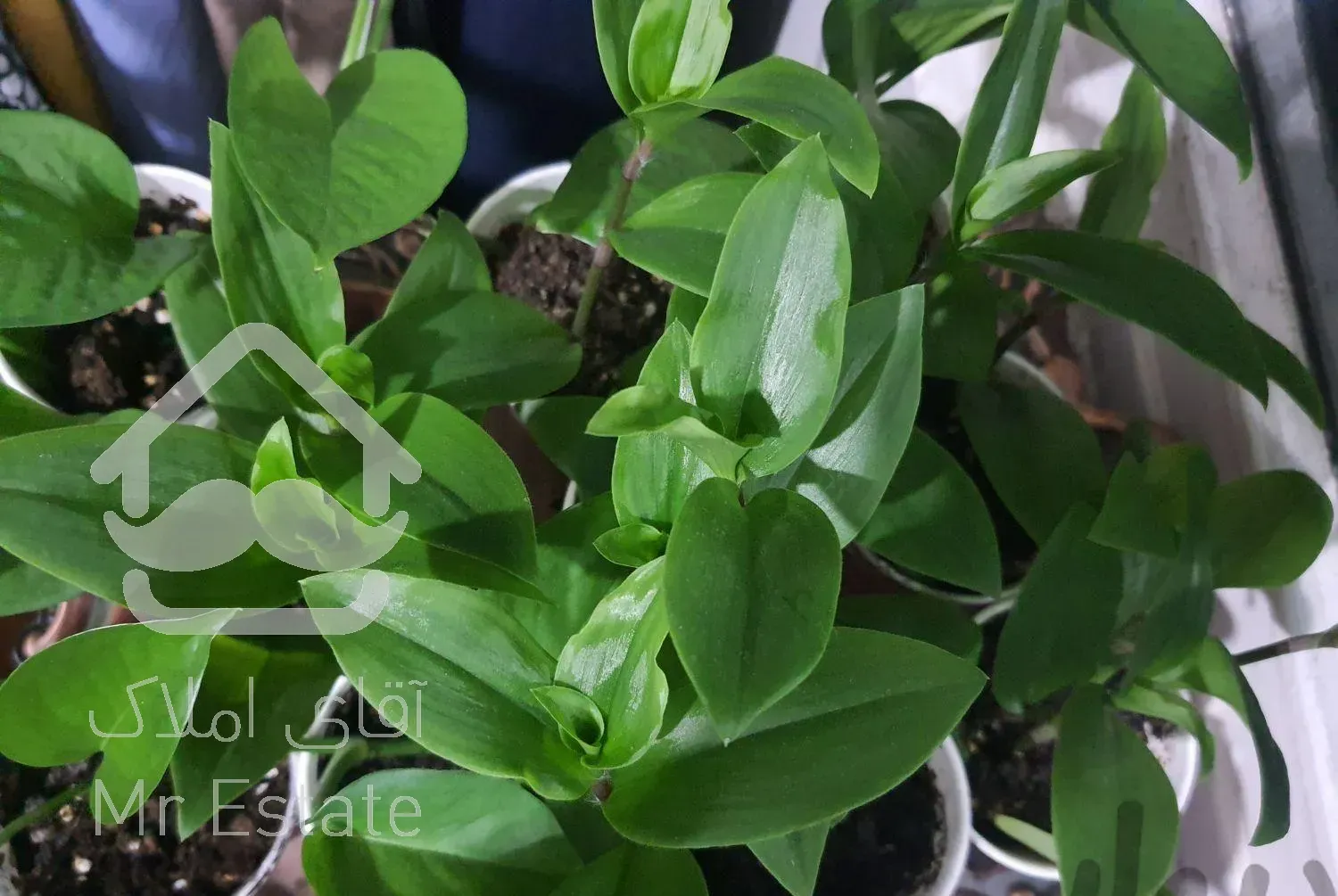 گل و گیاه طبیعی