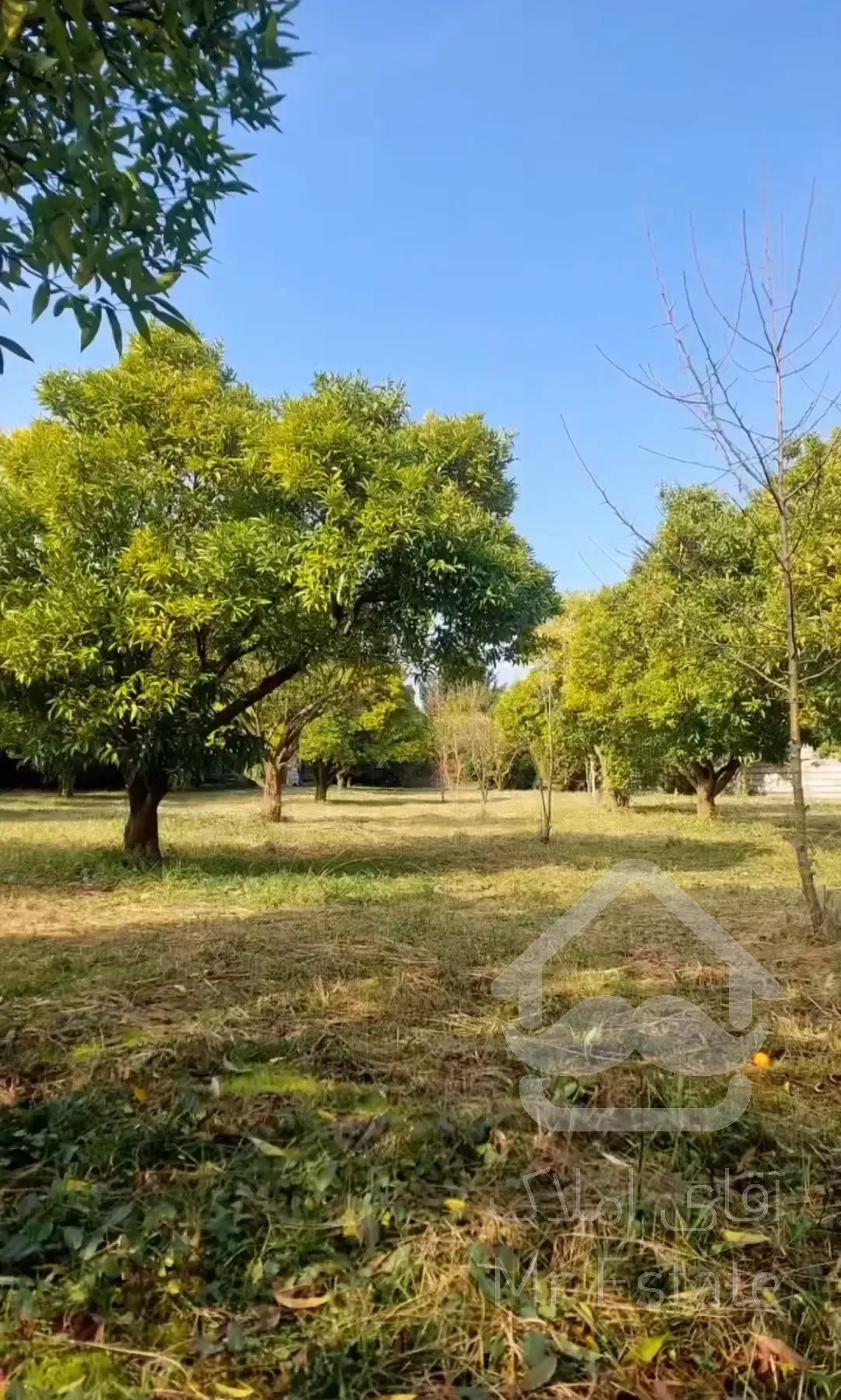 باغ مرکبات ۳۳۴۸متری درچابکسرسرولات