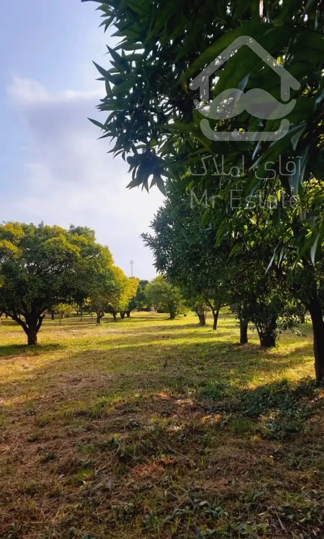 باغ مرکبات ۳۳۴۸متری درچابکسرسرولات