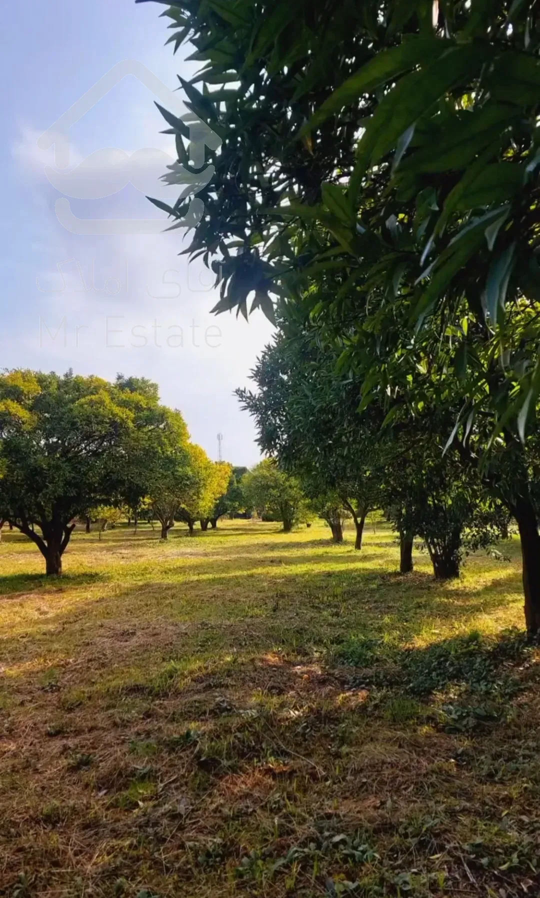باغ مرکبات ۳۳۴۸مترچابکسرسرولات موقعیت عالی سندتک برگ