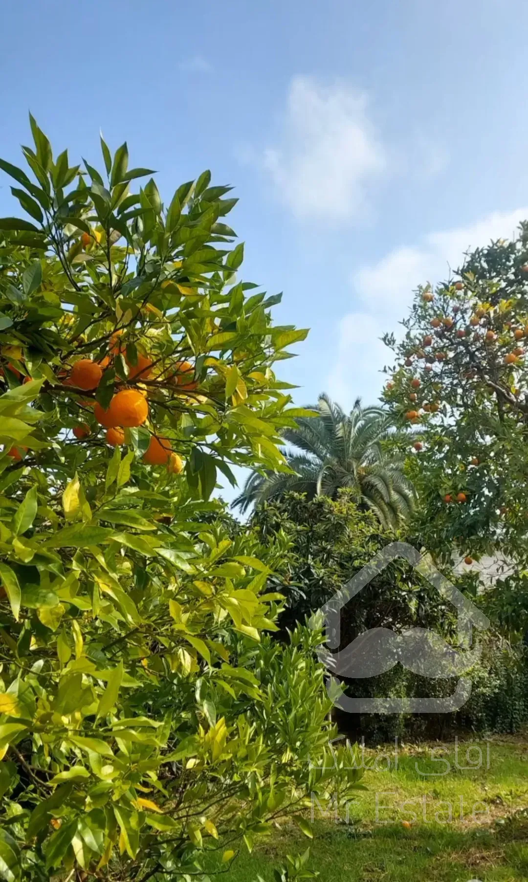 زمین ،باغ مرکبات،۳۳۴۸متر،چابکسرسرولات سندتک برگ