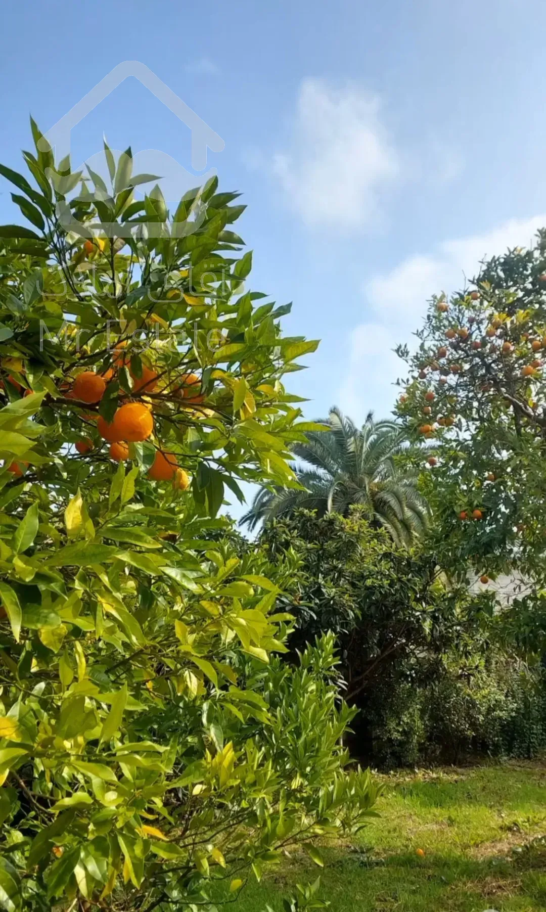 باغ مرکبات ۳۳۴۸متری درچابکسرسرولات