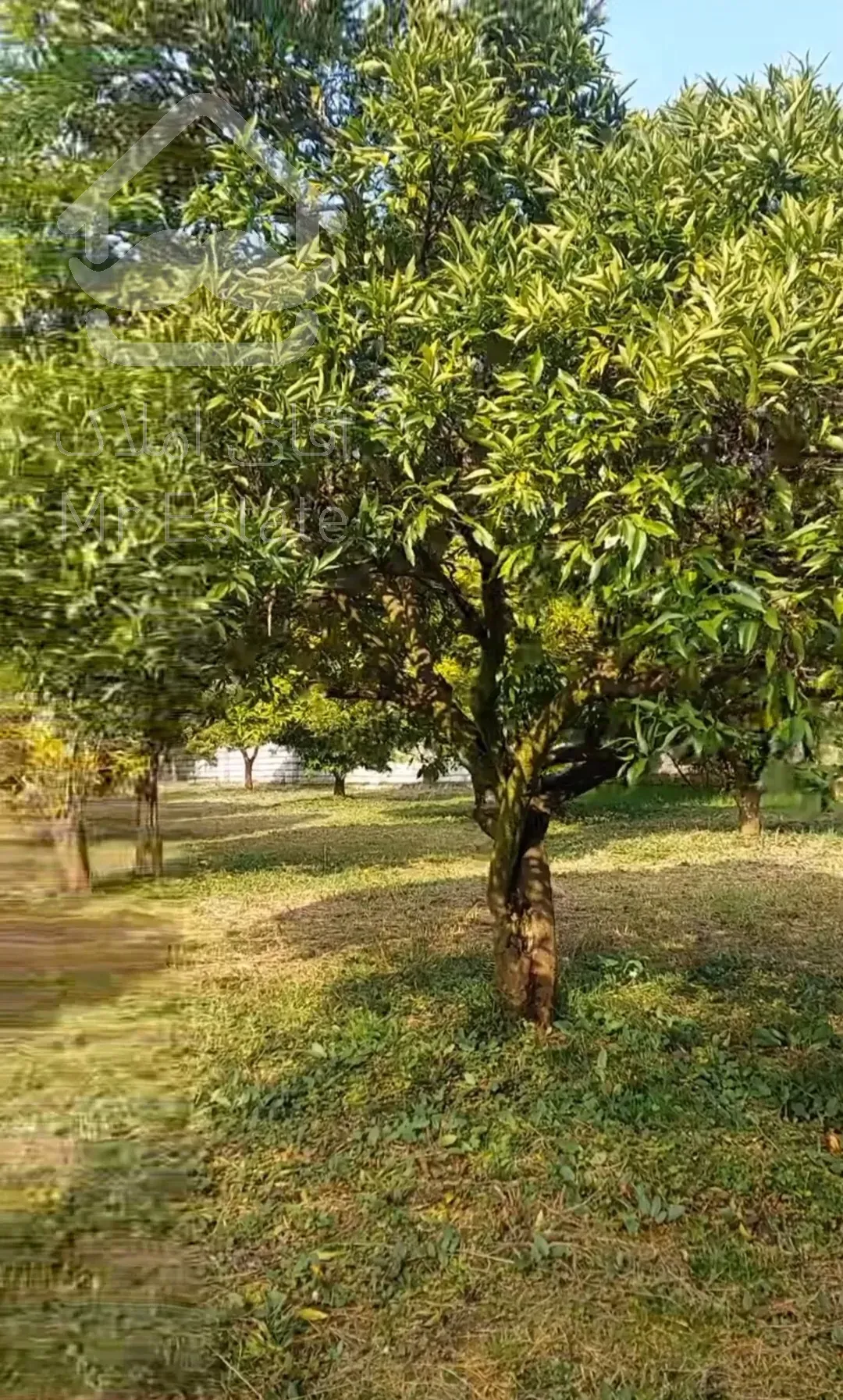 باغ مرکبات ۳۳۴۸مترچابکسرسرولات موقعیت عالی سندتک برگ