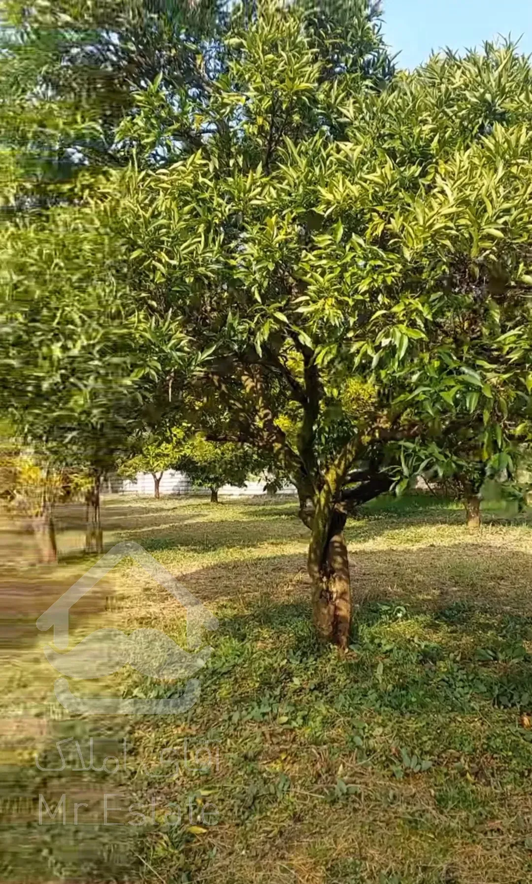 باغ مرکبات ۳۳۴۸متری درچابکسرسرولات