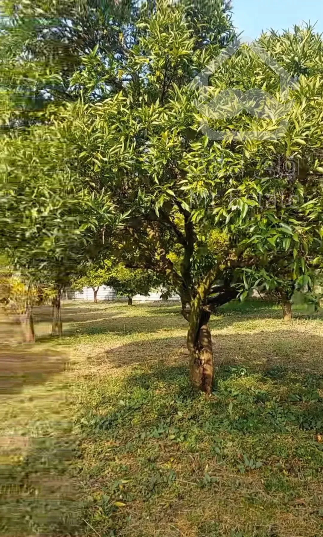 زمین ،باغ مرکبات،۳۳۴۸متر،چابکسرسرولات سندتک برگ