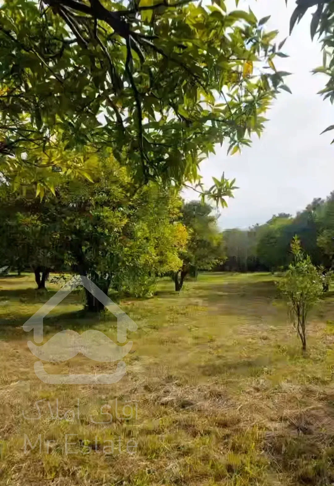 باغ مرکبات ۳۳۴۸مترچابکسرسرولات موقعیت عالی سندتک برگ