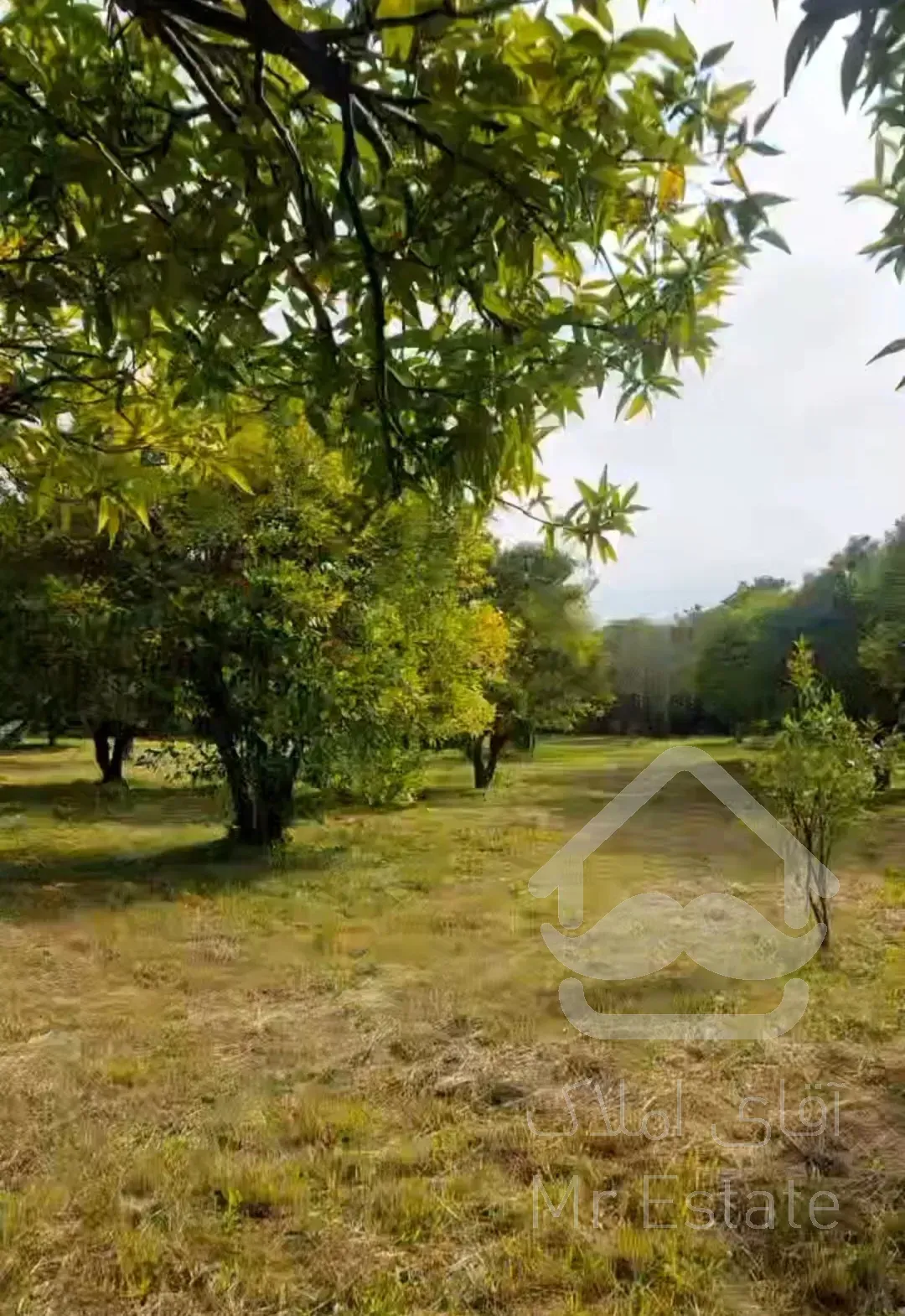 باغ مرکبات ۳۳۴۸متری درچابکسرسرولات