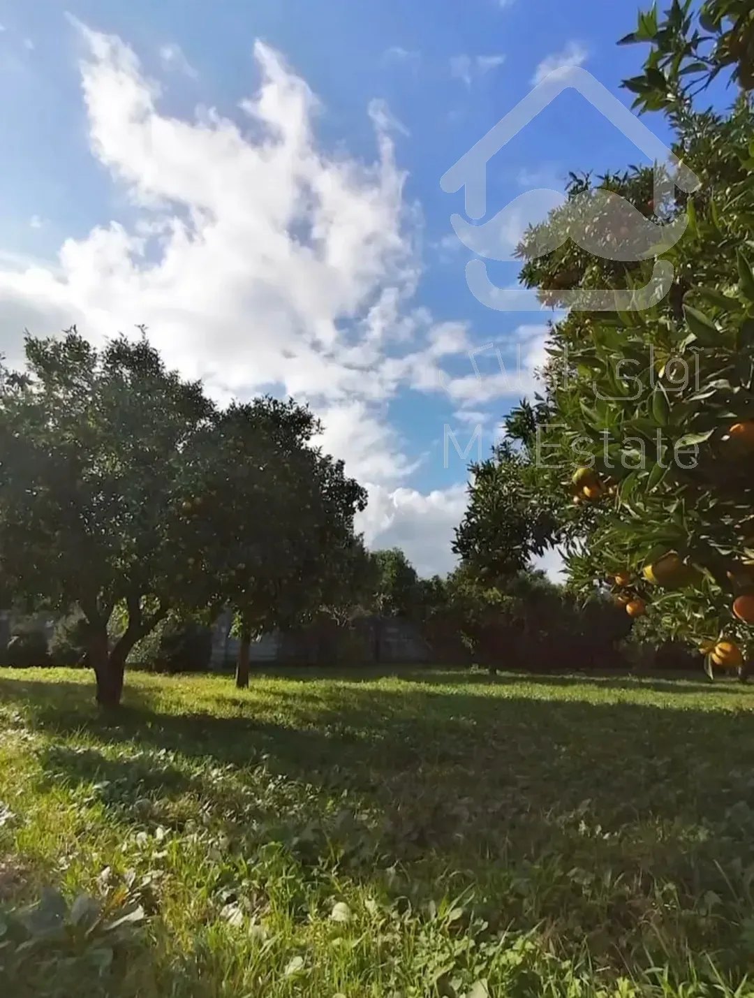 باغ مرکبات ۳۳۴۸متری درچابکسرسرولات