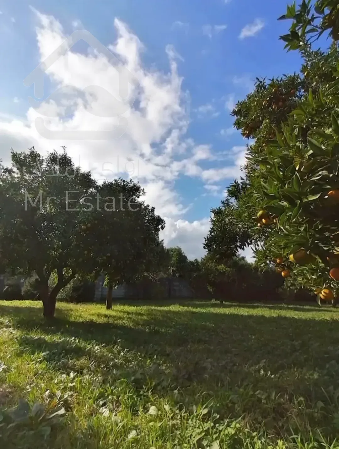 باغ مرکبات ۳۳۴۸مترچابکسرسرولات موقعیت عالی سندتک برگ