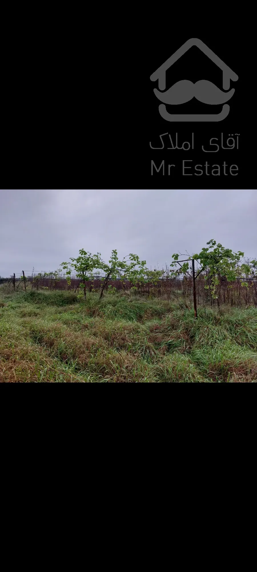 فروش باغ کیوی ۵هکتار رشت سنگر