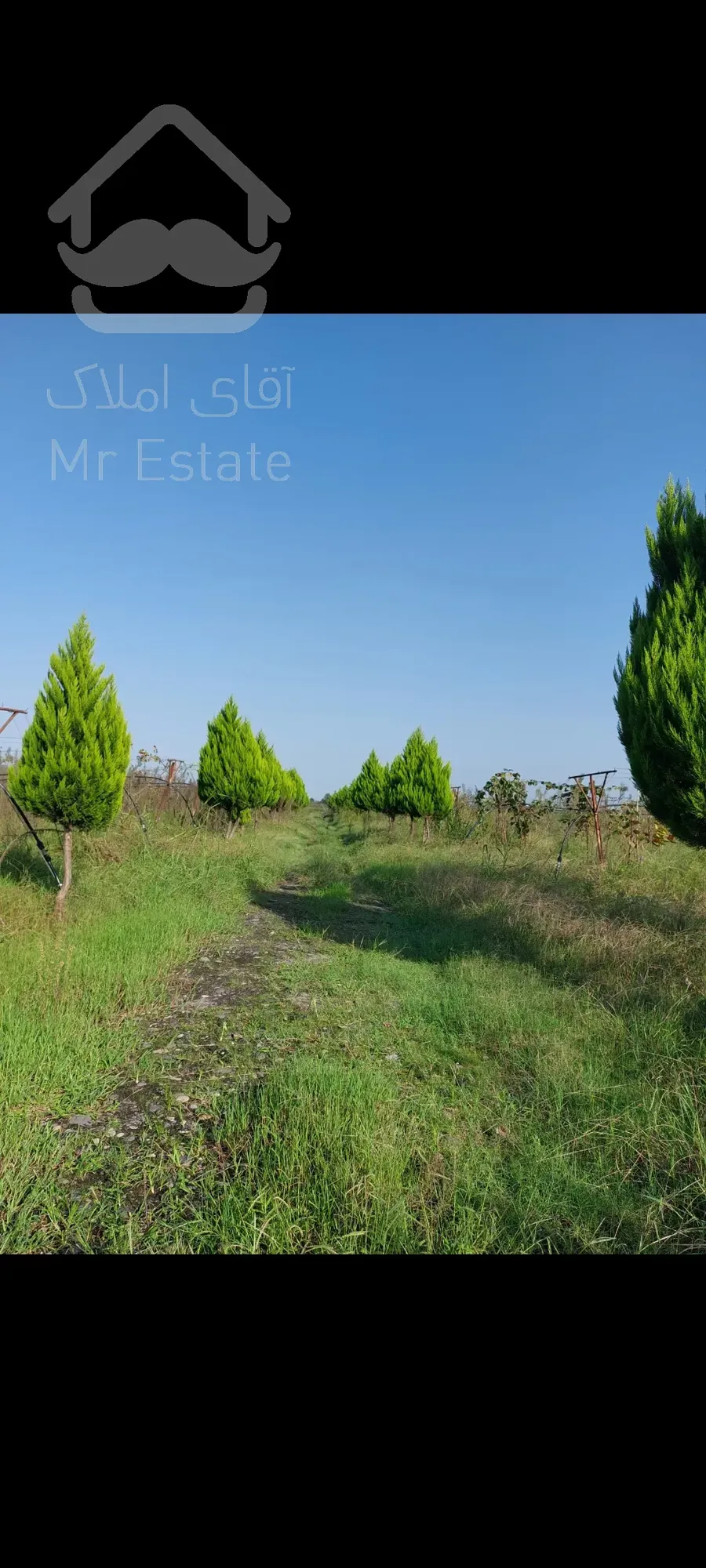 فروش باغ کیوی ۵هکتار رشت سنگر