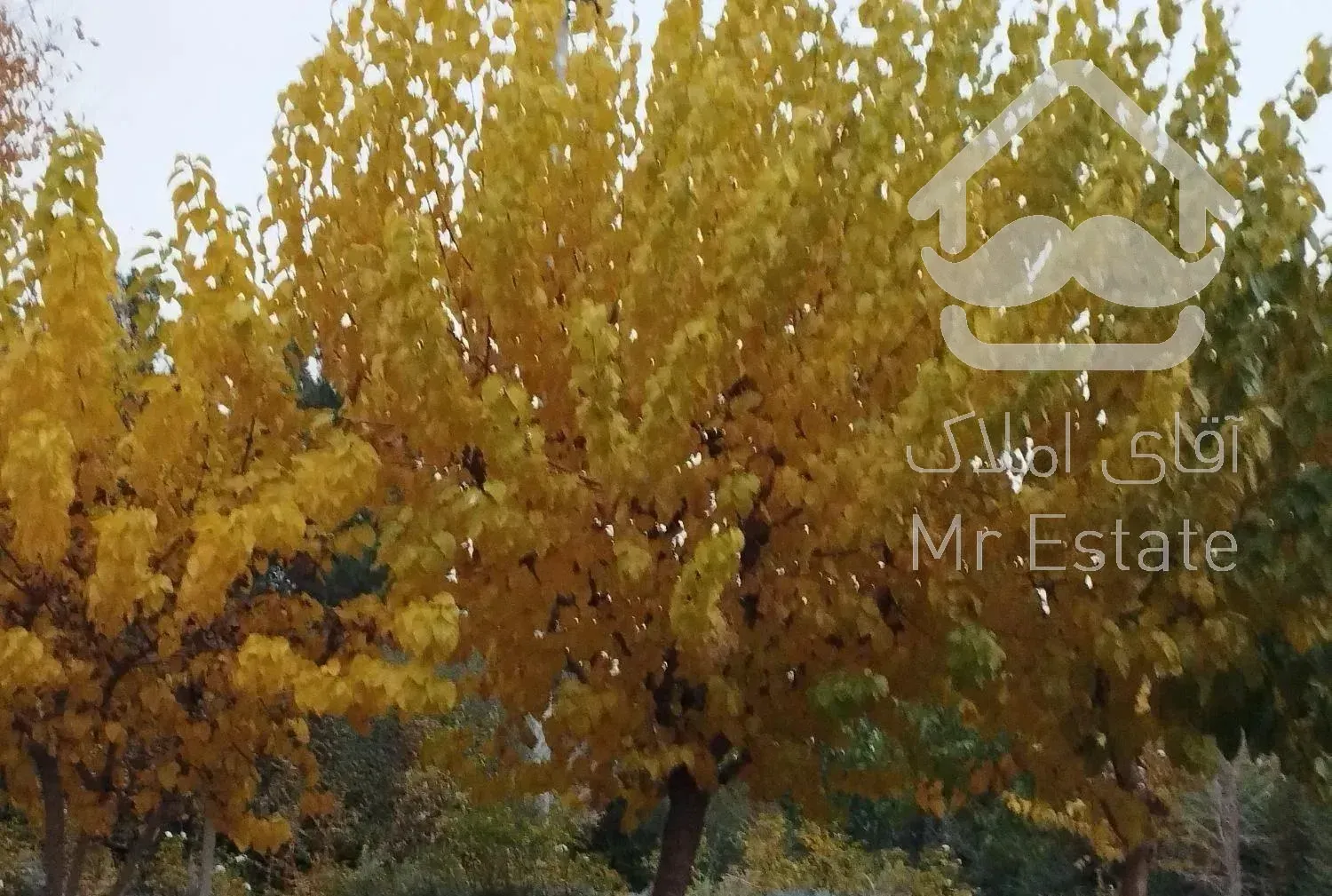 250متر کلنگی بر 10گذر 12