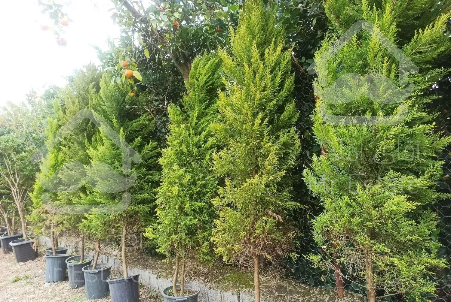 فروش گل وگیاه چابکسر به علت تغییر مکان