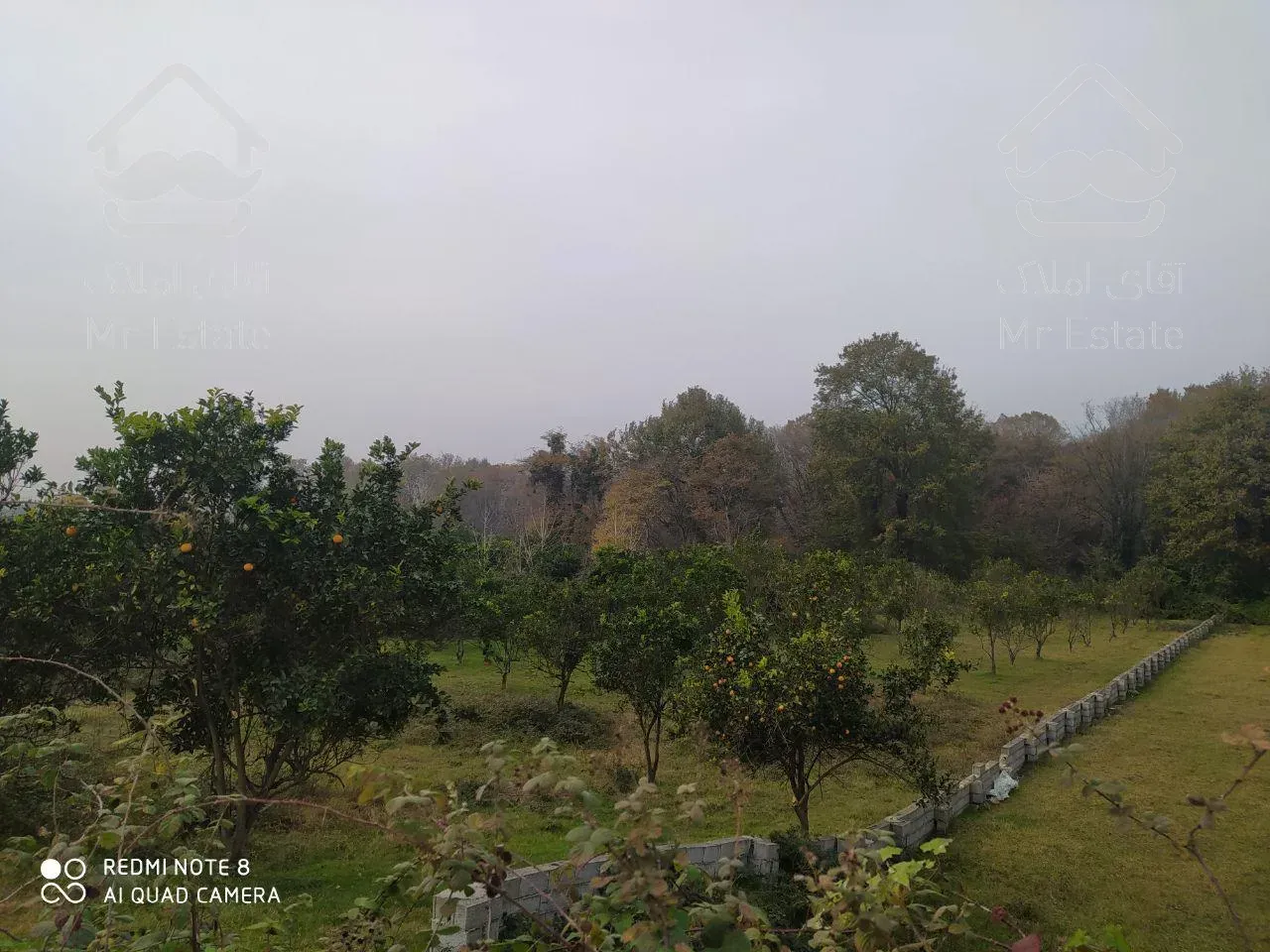 قائمشهر ۳۳۰۰ متر باغ مرکبات دوستای گردشگری کرچنگ