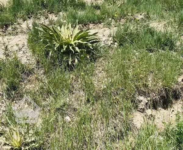 زمین هکتاری، مناسب شهرک سازی در منطقه گردشگری