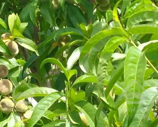 باغ هلو با درختان بارده درشبستر