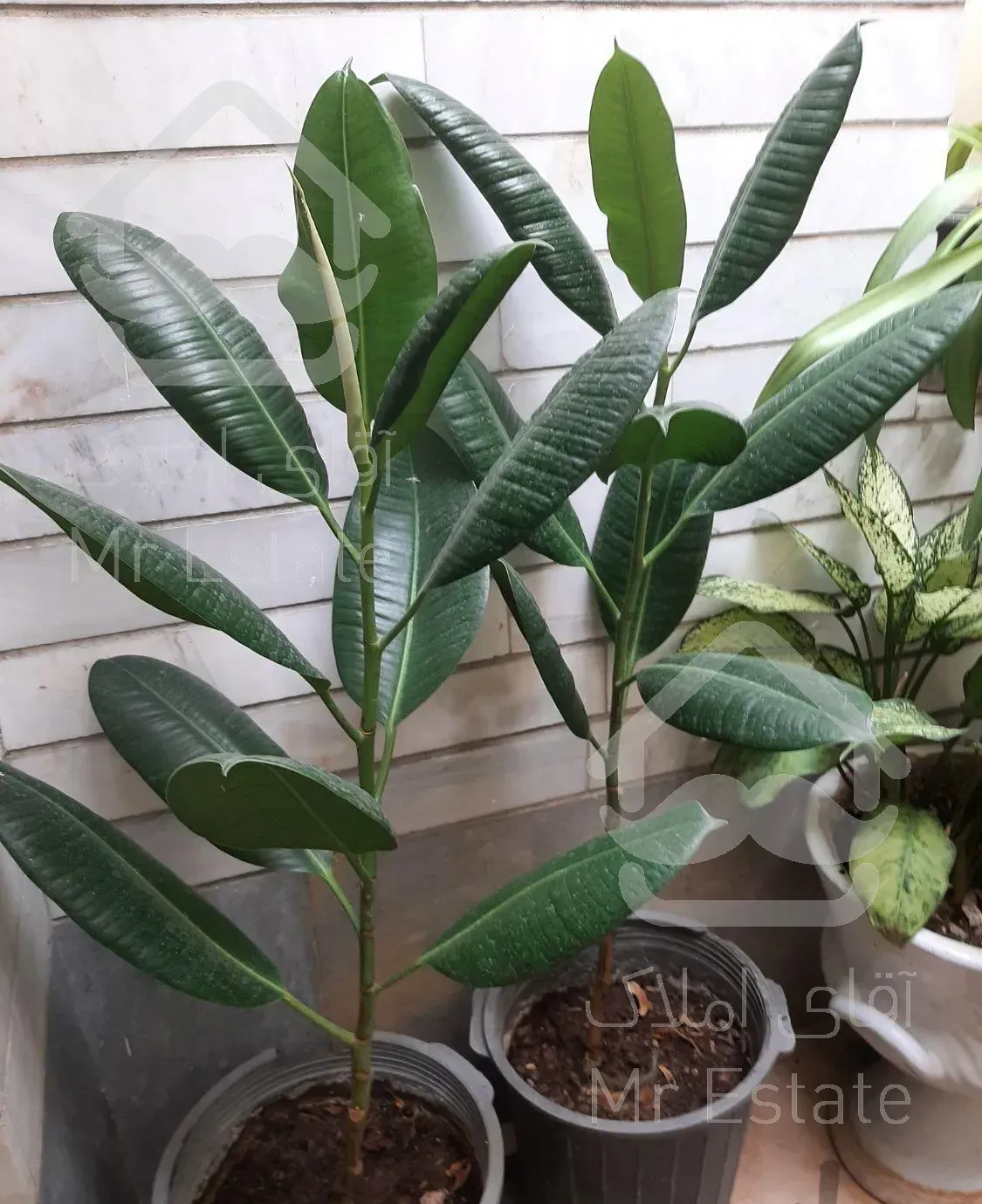 انواع گل و گیاه طبیعی