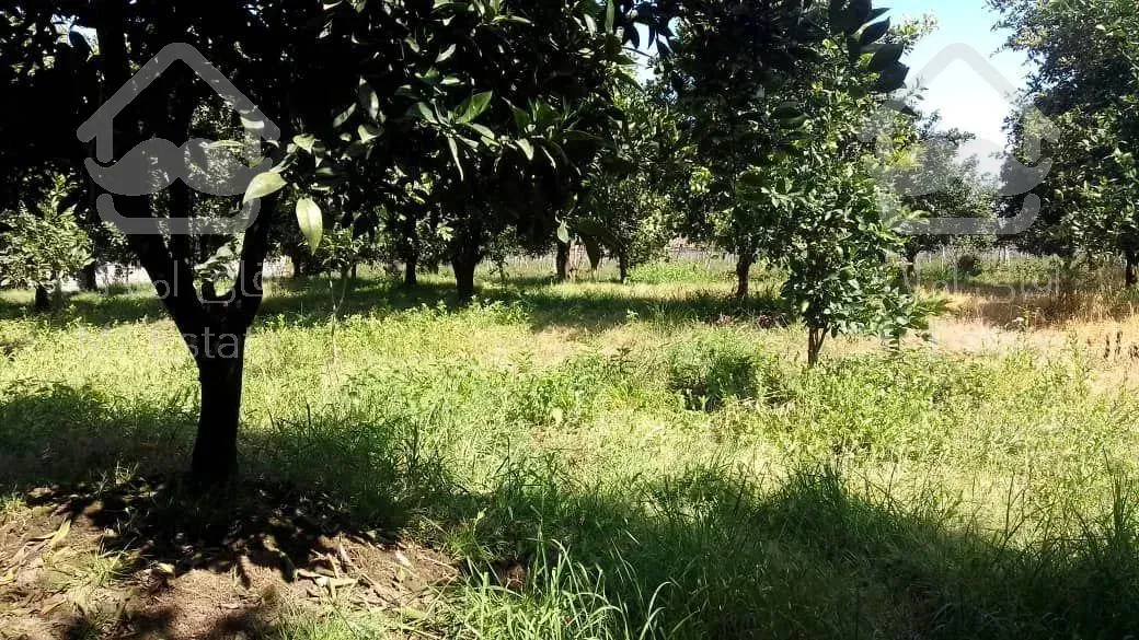 فروش باغ مرکبات و کیوی با قابلیت شهرک سازی