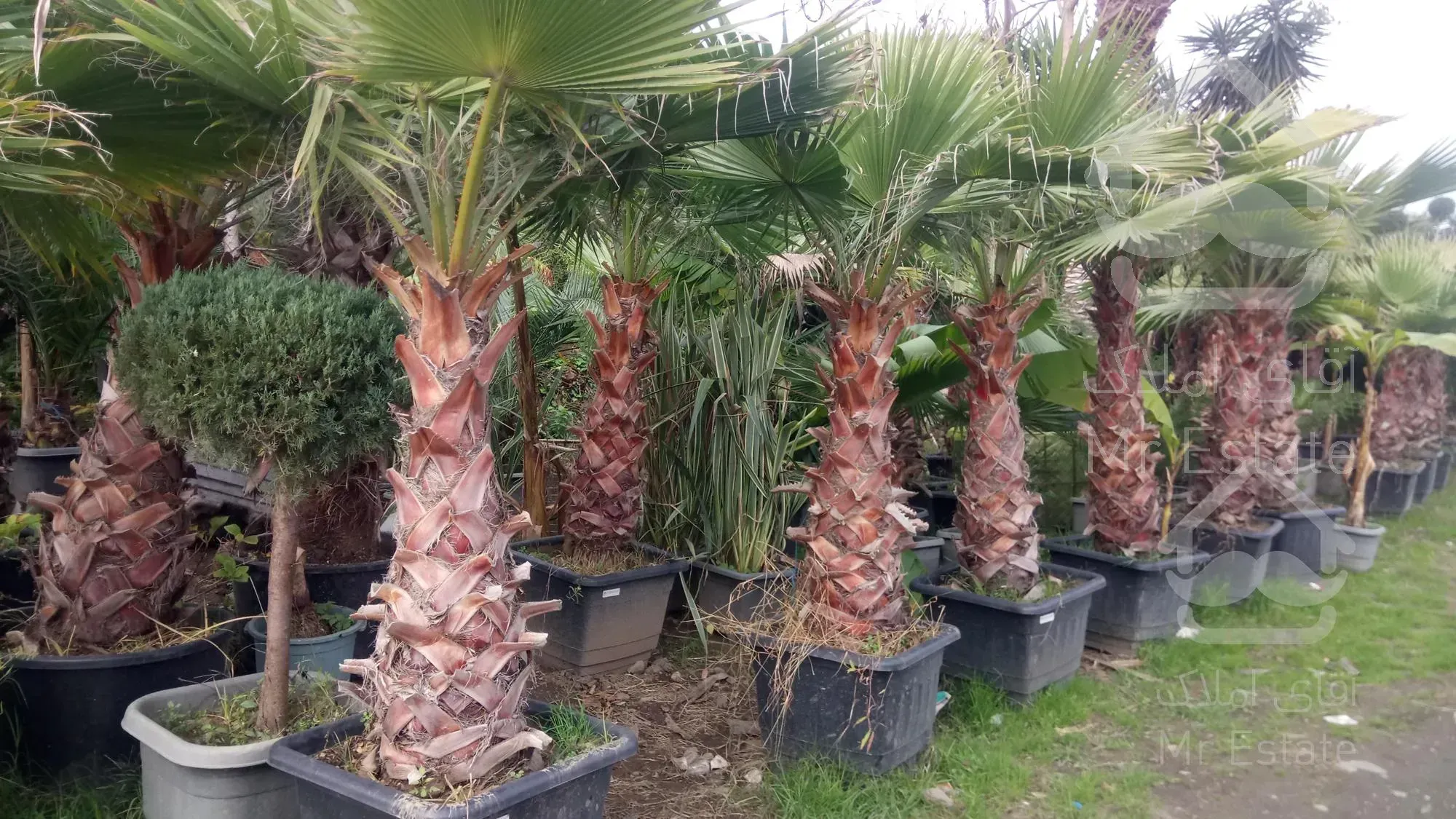 نهال درخت درختچه فروشی گلدانی میوه گلهای خانگی گیاهان آپارتمانی خدمات سرویس گل وگیاه غیرمیوه مثمر غیرمثمر