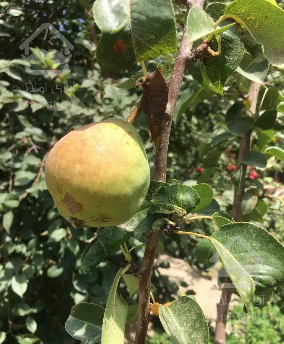 فروش یا معاوضه ویلا 200 متری