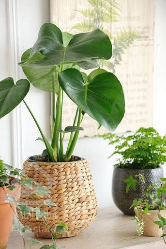 گیاهپزشک درمان و تامین گلها و گیاهان آپارتمانی
