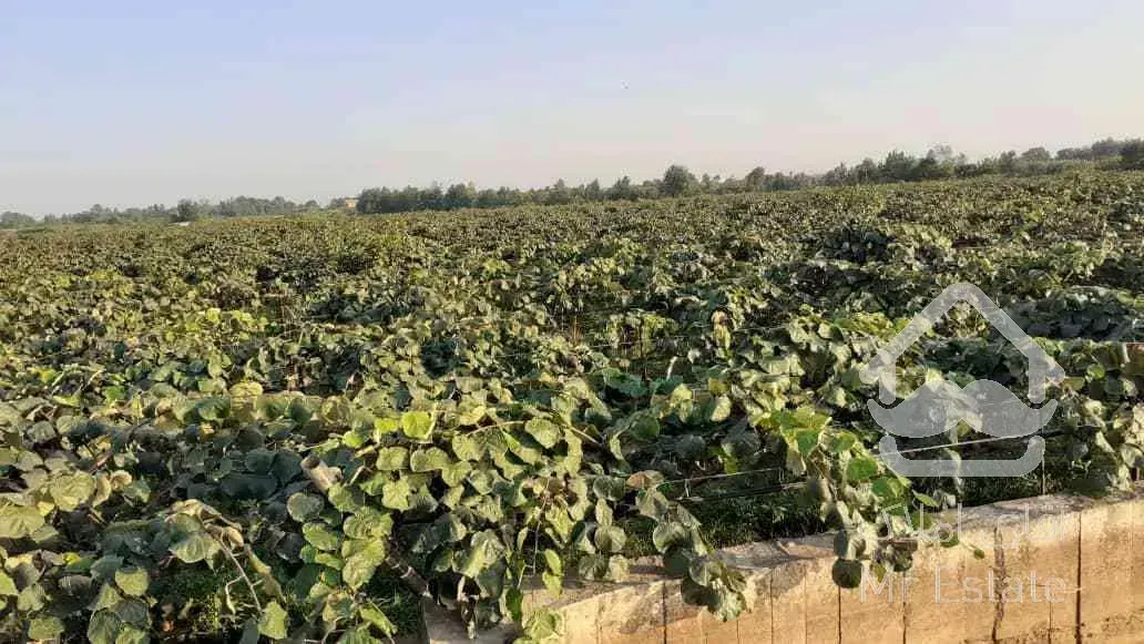 باغ کیوی سند دار پرمحصول