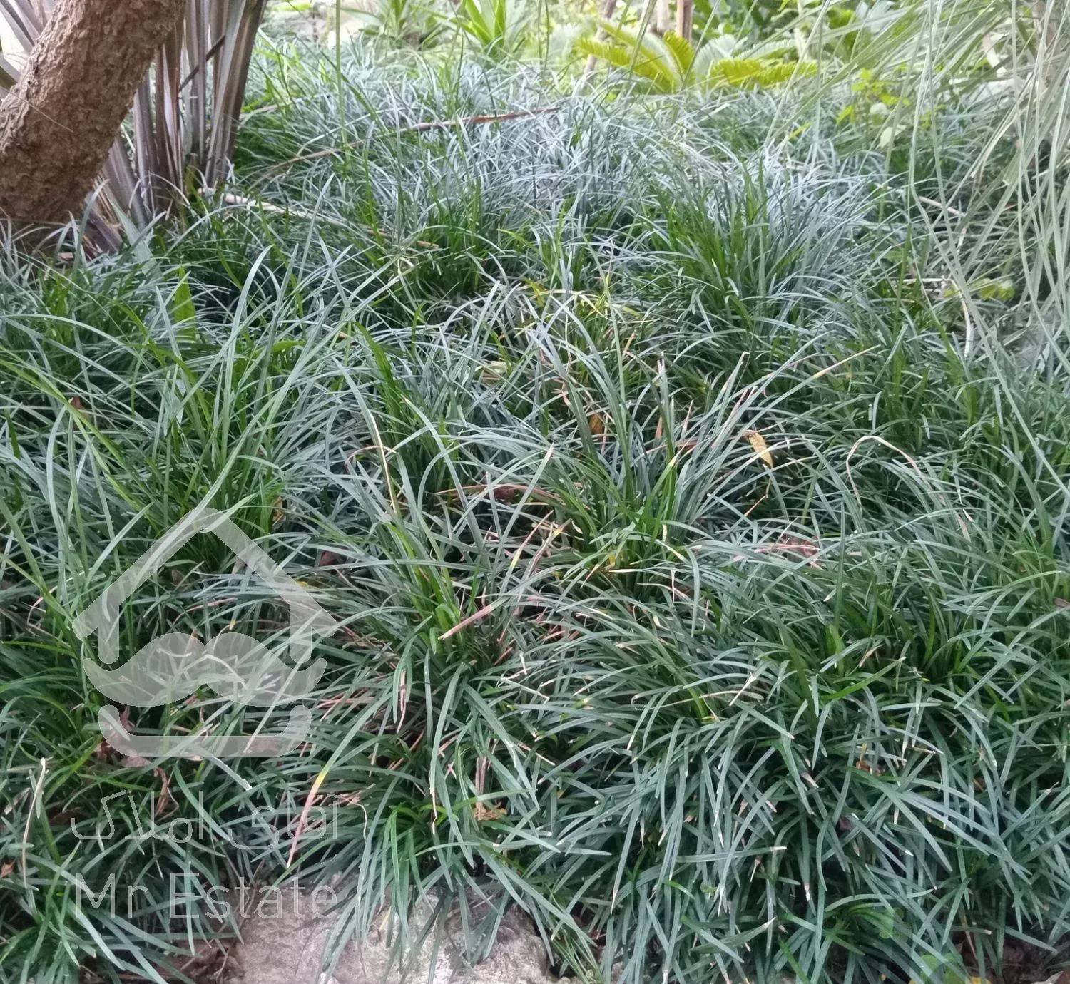 گل وگیاه شمشاد پرتغالی