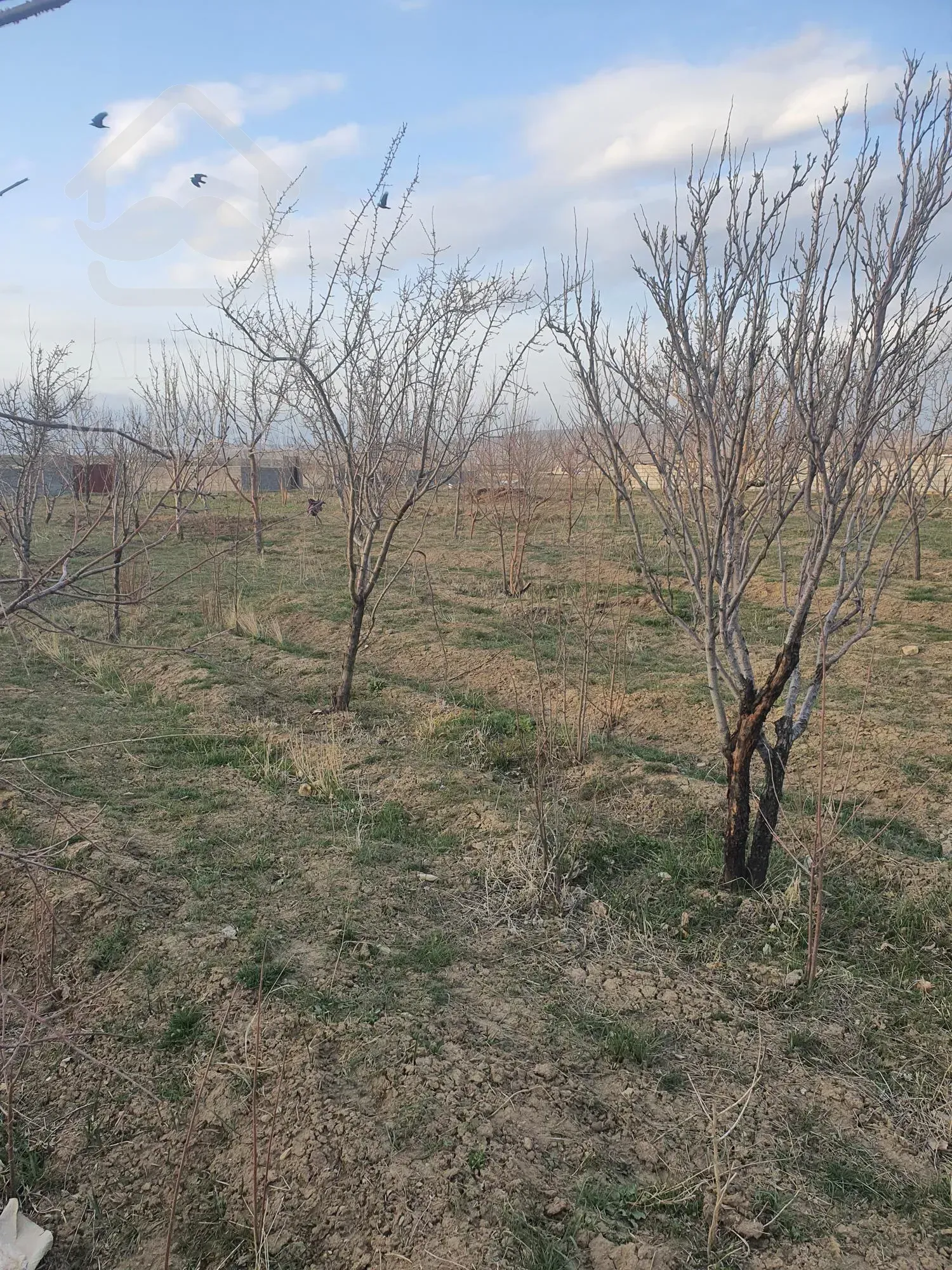باغ ۱۰۰۰ متری در روستای کنجینه همدان