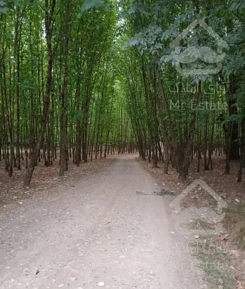 سوئیت‌کنار‌جنگل