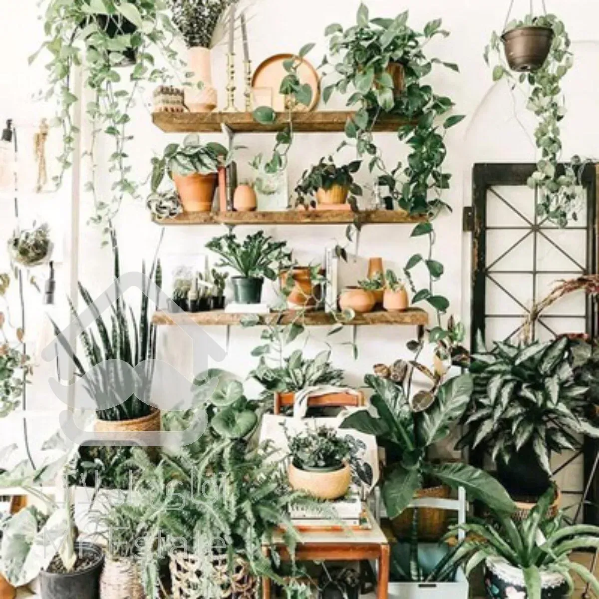 انواع گل و گیاه و برگ آپارتمانی با گلدونهای زیبا