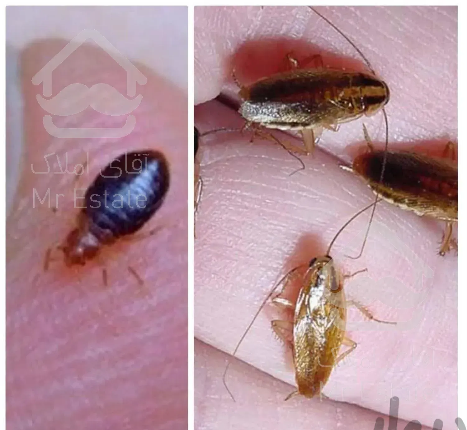 سمپاشی ساس سوسک سم موش تضمینی