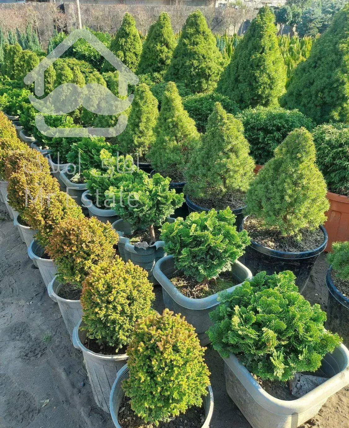 فروش گل و گیاه فضای باز