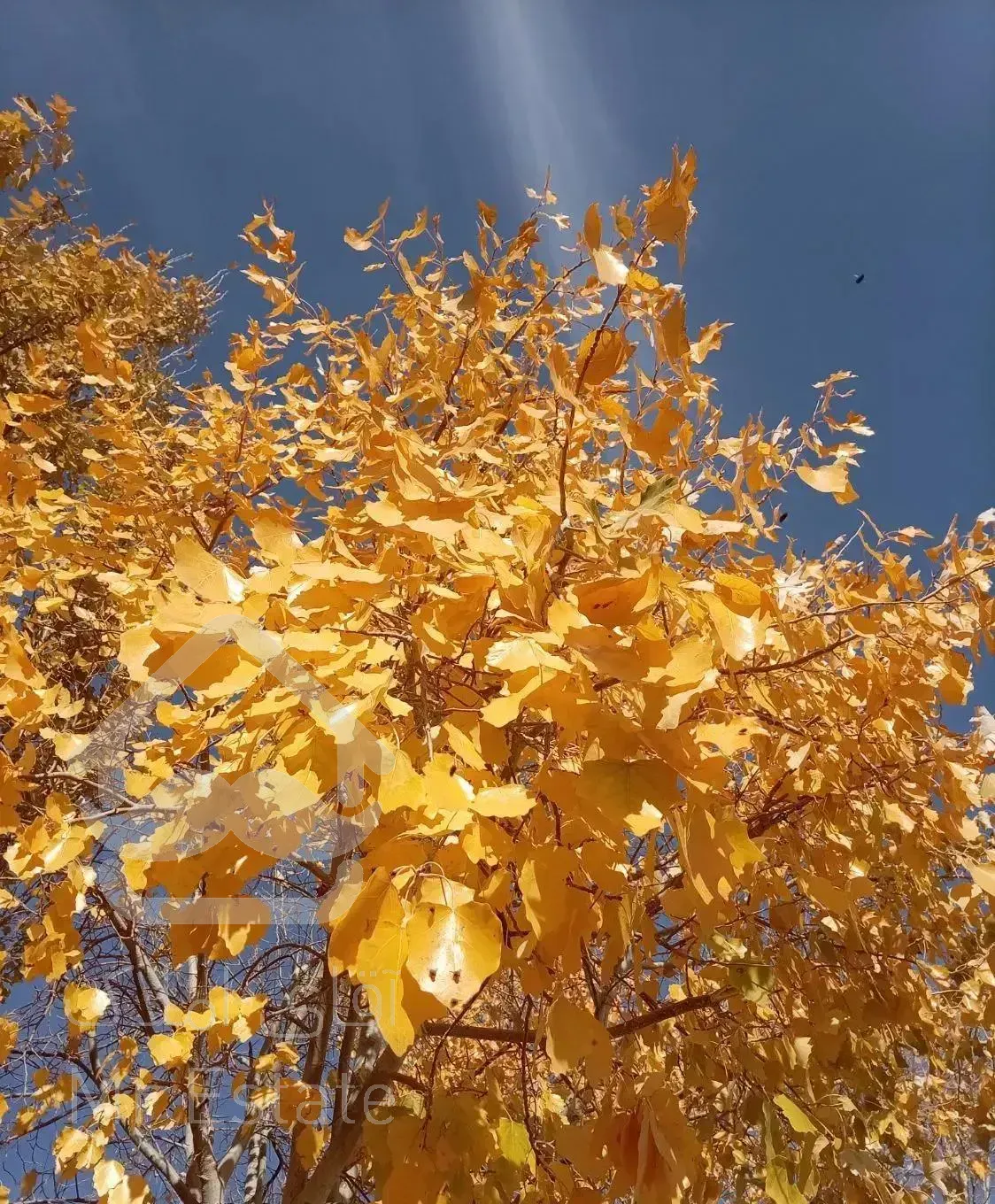 فروش و تهاتر با ماشین آپارتمان در گلبهار