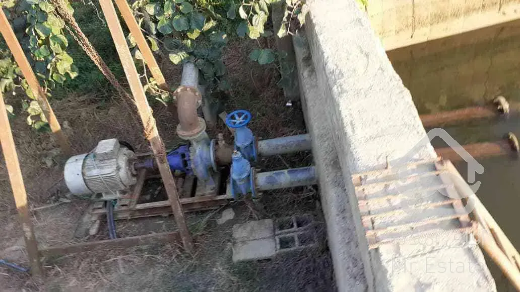 باغ کیوی سند دار پرمحصول