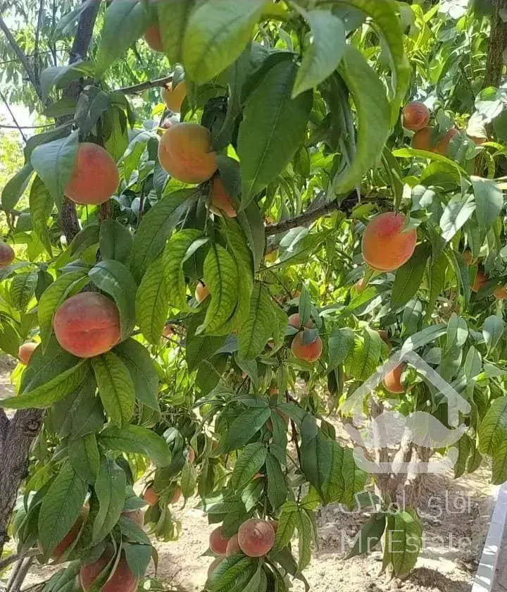 ۵۰۰ متر باغ ویلا  فوق