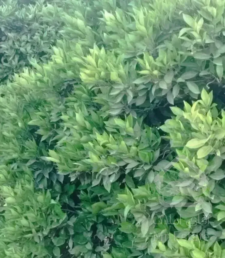 ۱۳۰۰۰متر ویلا باغ  شهرک شقایق ساری