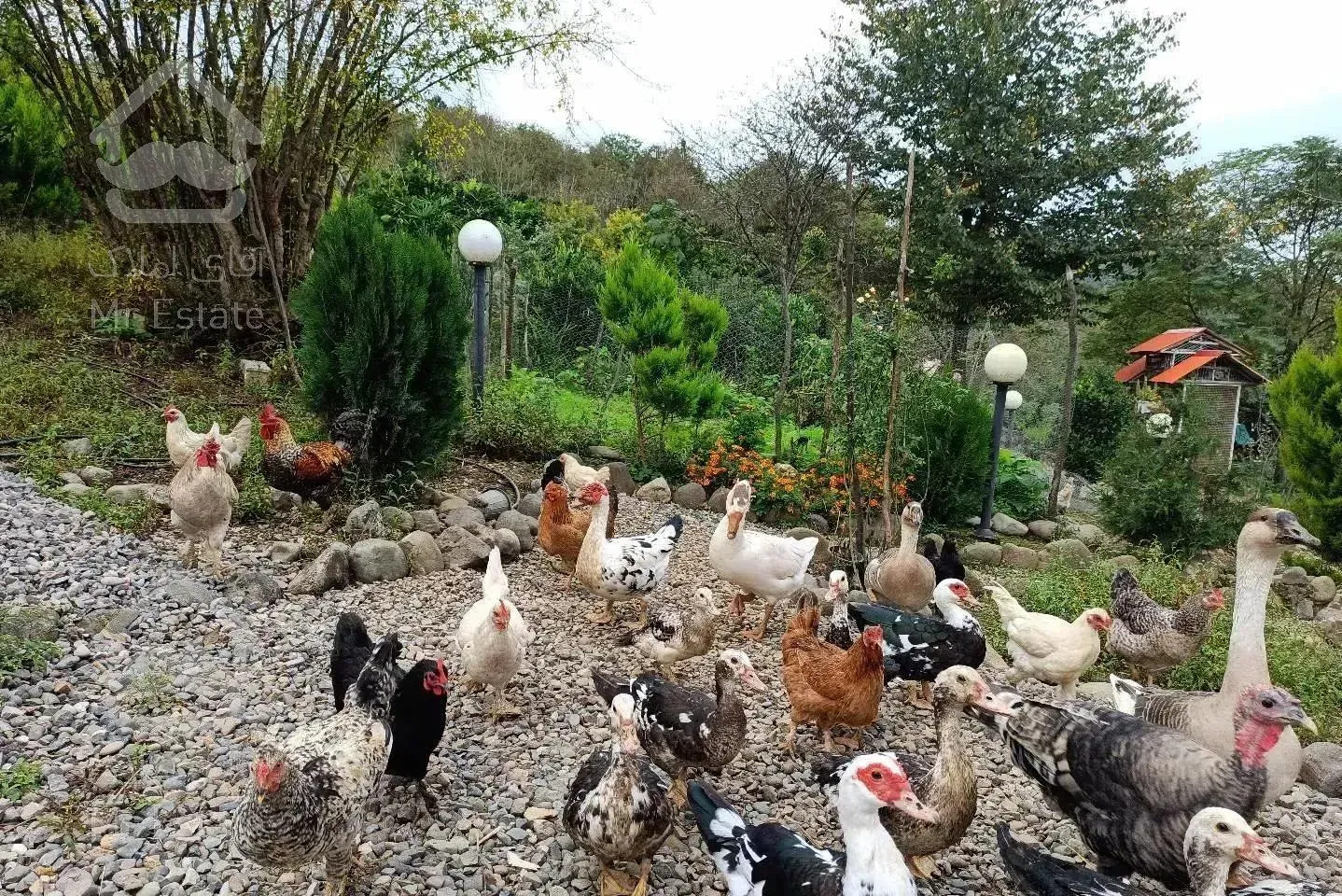 ویلای جنگلی با ویوی ابدی