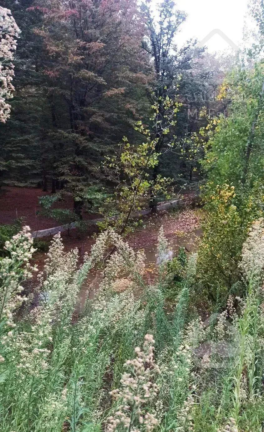 زمین جنگلی قادیکلای بزرگ با موقعیت تجاری  قادیکلا