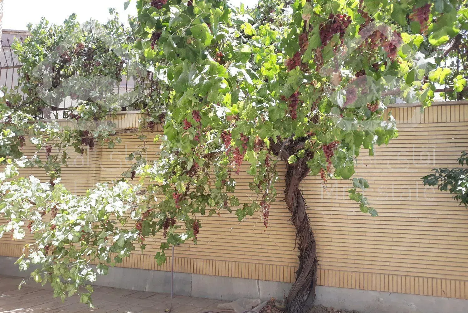 اجاره سوئیت آپارتمان منزل دربستی