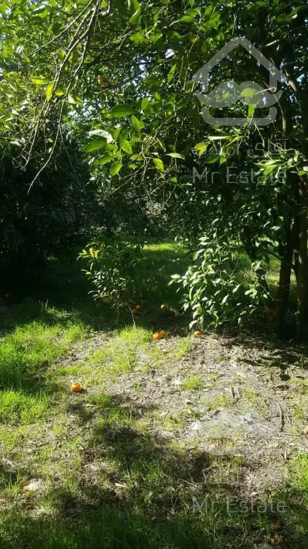 فروش فوری ۸۵۰مترباغ مرکبات