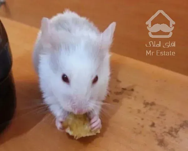 سمپاشی تضمینی موش سوسک ساس(سم پاشی)تهران وحومه