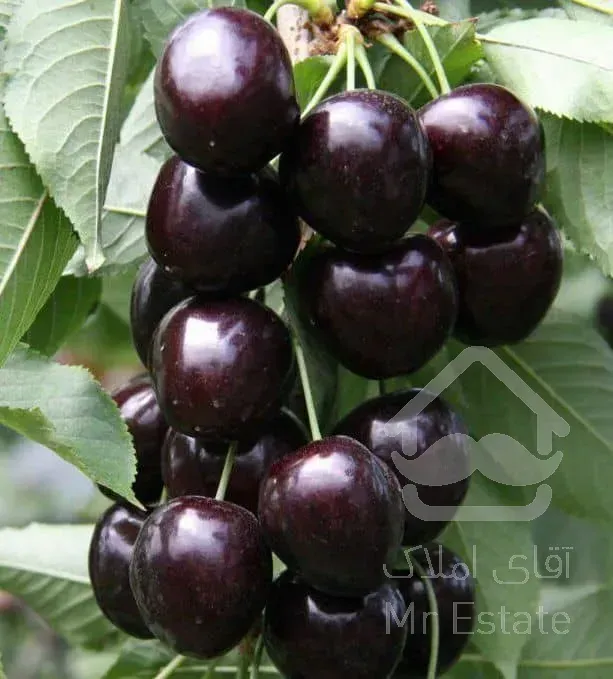 باغ 2000 متری در منطقه آزاد مازندران